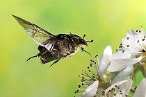 Biosphoto | 1519979 | Rose chafer (Cetonia aurata) | &copy; André Skonieczny / imageBROKER / Biosphoto