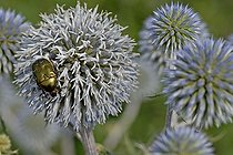 Biosphoto | 182178 | Rose Chafer on a Globethistle flower in summer | &copy; Denis Bringard / Biosphoto