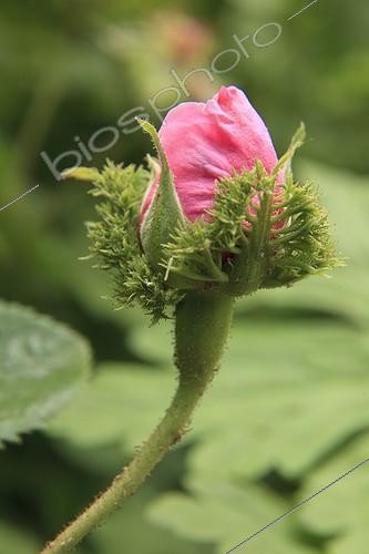 Biosphoto | 1001683 | Rose 'Chapeau de Napoléon' 'Cresred Moss' Jardin des Lianes ; Bouton avec les sépales frisées caractéristiques. Le jardin des lianes | &copy; Hervé Lenain / Biosphoto