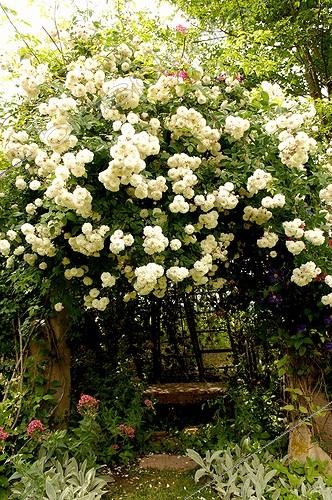 Biosphoto | 473717 | Rose 'Felicité et Perpetue'  Alsace France ; The Garden of Lyne | &copy; Claude Thouvenin / Biosphoto