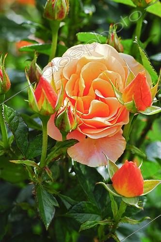 Biosphoto | 910084 | Rose in bloom and in bud in a garden | &copy; Frédéric Didillon / Biosphoto