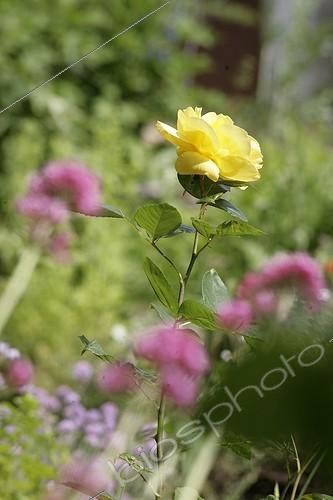 Biosphoto | 1436863 | Rose jaune dans un jardin au printemps | &copy; Patricia Méaille / Biosphoto