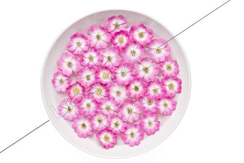 Biosphoto | 754918 | Rose 'Mozart' flowers on white background | &copy; Michel Gunther / Biosphoto