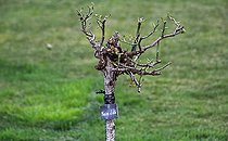 Biosphoto | 2575893 | Rose 'Neige d'été', high stem, after winter pruning in the jardin des plantes, Le Mans, Sarthe, Pays de la Loire, France | &copy; Michel Gile / Biosphoto