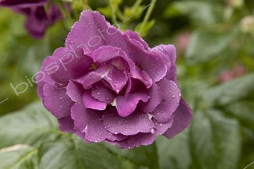 Biosphoto | 1001685 | Rose 'Rhapsody in Blue' Le Jardin des Lianes France ; Le jardin des lianes | &copy; Hervé Lenain / Biosphoto
