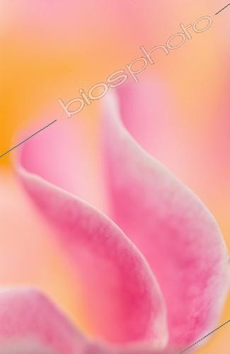 Biosphoto | 940063 | Rose ; Rosa - variety not identified, Rose | &copy; Sue Bishop / Flowerphotos / Biosphoto