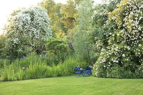 Biosphoto | 1001655 | Rose 'Seagull' on Apple and Rose 'Ghislaine de Feligonde'  ; Le jardin des lianes | &copy; Hervé Lenain / Biosphoto