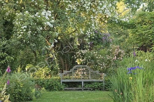 Biosphoto | 1001651 | Rose 'Seagull' on Apple Bench and Rose 'Phyllis Bide'  ; Le jardin des lianes | &copy; Hervé Lenain / Biosphoto