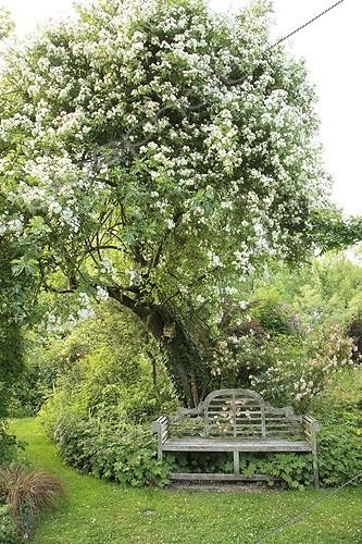 Biosphoto | 1001654 | Rose 'Seagull' on Apple Bench and Rose 'Phyllis Bide'  ; Le jardin des lianes | &copy; Hervé Lenain / Biosphoto