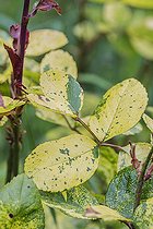 Biosphoto | 2546736 | Rose severely affected by a virus disease (Rose mosaic virus complex, also called RMVc), in a garden, France. | &copy; Jean-Michel Groult / Biosphoto