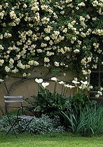 Biosphoto | 642821 | Rose-tree 'Alister Stella and Arum | &copy; Gilles Le Scanff & Joëlle-Caroline Mayer / Biosphoto