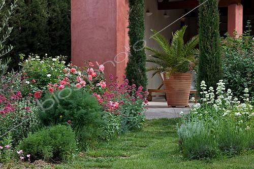 Biosphoto | 890799 | Rose-tree and valerian in bloom in a garden | &copy; Philippe Giraud / Biosphoto