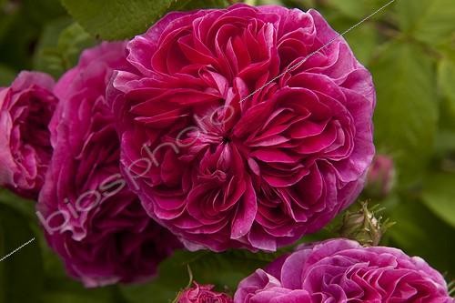 Biosphoto | 960906 | Rose-tree 'Charles de Mills' in bloom in a garden | &copy; Hervé Lenain / Biosphoto