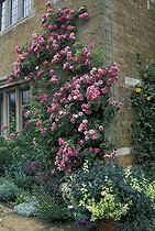 Biosphoto | 294463 | Rose tree climbing on a frontage the United Kingdom | &copy; Hervé Lenain / Biosphoto