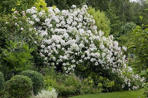 Biosphoto | 1128512 | Rose-tree 'Francis E Lester' in bloom in a garden | &copy; NouN / Biosphoto