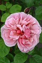 Biosphoto | 2008673 | Rose-tree 'Line Renaud' in bloom in a garden | &copy; Catherine Fruhinsholz / Biosphoto