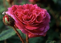 Biosphoto | 1973294 | Rose-tree 'Mme Delaroche Lambert' in bloom in a garden | &copy; Gilles Le Scanff & Joëlle-Caroline Mayer / Biosphoto