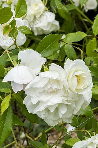 Biosphoto | 2395336 | Rose tree 'Reine des Neiges' in bloom in a garden | &copy; Alain Kubacsi / Biosphoto