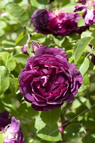 Biosphoto | 2083223 | Rose-tree 'Souvenir Du Docteur Jamain' in bloom in a garden | &copy; DIGIT images / Biosphoto