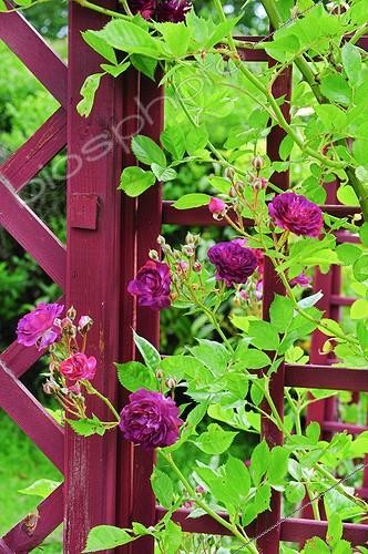 Biosphoto | 910103 | Rose-tree 'Veilchenblau' in bloom on a pergola | &copy; Frédéric Didillon / Biosphoto