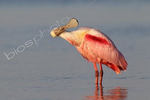 Biosphoto | 2404200 | Roseate Spoonbill (Platalea ajaja), Florida, USA | &copy; Jan Wegener / BIA / Biosphoto