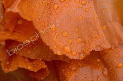 Biosphoto | 61107 | Rosée sur pétales de coquelicot | &copy; Claudius Thiriet / Biosphoto