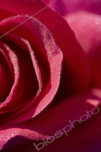 Biosphoto | 603132 | Rosée sur pétales de Rose dans un jardin de Provence | &copy; Philippe Giraud / Biosphoto