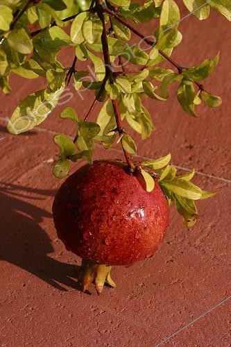 Biosphoto | 154761 | Rosée sur une Grenade au Jardin de l'Alchimiste ; Commune d'Eygalières. 'L'oeuvre au rouge'. Paysagistes : Arnaud Maurières et Eric Ossart. | &copy; MG de Saint Venant / Biosphoto
