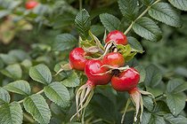 Biosphoto | 1249945 | Rosehips of a rose-tree in an organic garden | &copy; NouN / Biosphoto