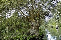 Biosphoto | 62234 | Roselière et saule en tétard sur un bras du vieux Rhin | &copy; Denis Bringard / Biosphoto