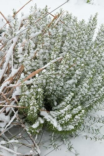 Biosphoto | 696746 | Rosemary under snow in Provence | &copy; Philippe Giraud / Biosphoto
