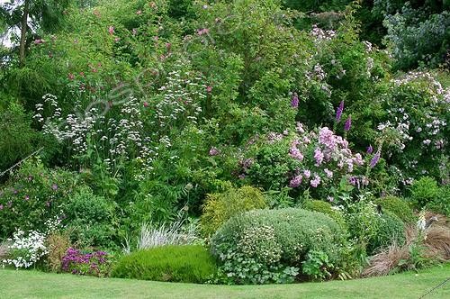 Biosphoto | 626616 | Roses and foxgloves at the garden Les Jardins d'Angélique | &copy; Frédéric Didillon / Biosphoto