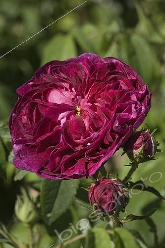 Biosphoto | 473464 | Roses 'Charles de Mills' in bloom in a garden | &copy; NouN / Biosphoto
