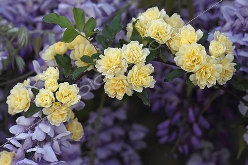 Biosphoto | 2030393 | Roses de Banks en fleur dans un massif de Glycine - France | &copy; Pascal Pittorino / Biosphoto