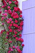 Biosphoto | 2609624 | Roses in bloom adorning the wall of a house, Forqualquier, Alpes-de-Haute-Provence, France. | &copy; Dominique Delfino / Biosphoto