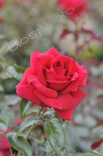 Biosphoto | 1755183 | Roses 'Le Grand Huit' in summer Ile-de-France France | &copy; Claude Balcaen / Biosphoto