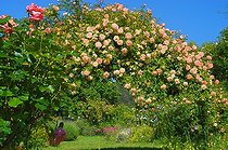 Biosphoto | 14355 | Roses 