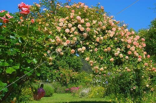 Biosphoto | 14355 | Roses  Paul Transon  recouvrant une tonnelle ; Roseraie de Berty | &copy; Frédéric Didillon / Biosphoto