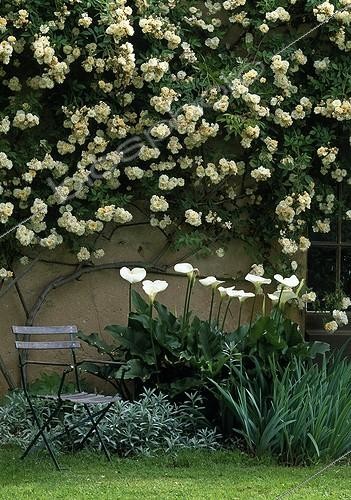 Biosphoto | 642821 | Rosier 'Alister Stella Gray' et Arum | &copy; Gilles Le Scanff & Joëlle-Caroline Mayer / Biosphoto