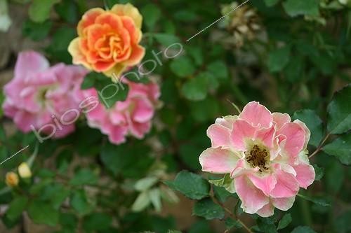 Biosphoto | 1266646 | Rosier en fleur dans un jardin | &copy; Patricia Méaille / Biosphoto
