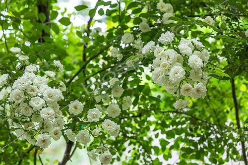 Biosphoto | 2026981 | Rosier en fleur dans un jardin urbain | &copy; Philippe Giraud / Biosphoto