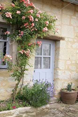 Biosphoto | 1268449 | Rosier en fleur sur une façade de maison | &copy; Patricia Méaille / Biosphoto