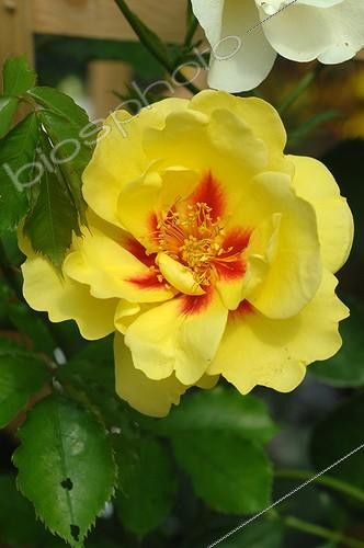 Biosphoto | 2008732 | Rosier 'Eyeconic Roses' en fleur dans un jardin | &copy; Catherine Fruhinsholz / Biosphoto
