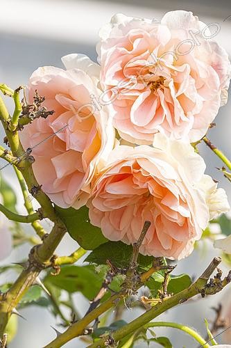 Biosphoto | 2572179 | Rosier floribunda, Rosa 'Jet Set' Breeder : Laperriere (FRA) 2006, fleurs | &copy; Alain Kubacsi / Biosphoto