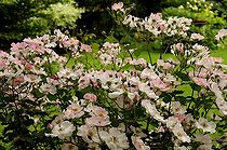 Biosphoto | 1233475 | Rosier grimpant 'Rosy Cushion' en Alsace France | &copy; Claude Thouvenin / Biosphoto