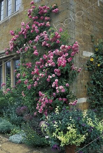 Biosphoto | 294463 | Rosier grimpant sur une façade Royaume-Uni | &copy; Hervé Lenain / Biosphoto