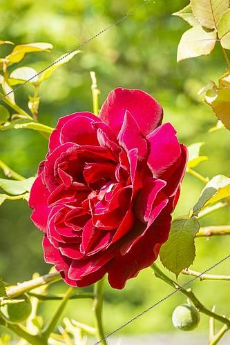 Biosphoto | 2576802 | Rosier hybride de thé 'Red Parfum', Rosa 'Red Parfum', Breeder : Eve (FRA) 1972, fleur | &copy; Alain Kubacsi / Biosphoto