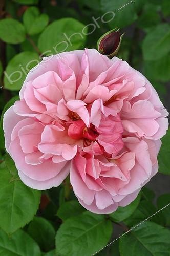 Biosphoto | 2008673 | Rosier 'Line Renaud' en fleur dans un jardin  | &copy; Catherine Fruhinsholz / Biosphoto
