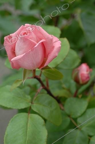 Biosphoto | 2008674 | Rosier 'Liv Tyler' en fleur dans un jardin  | &copy; Catherine Fruhinsholz / Biosphoto