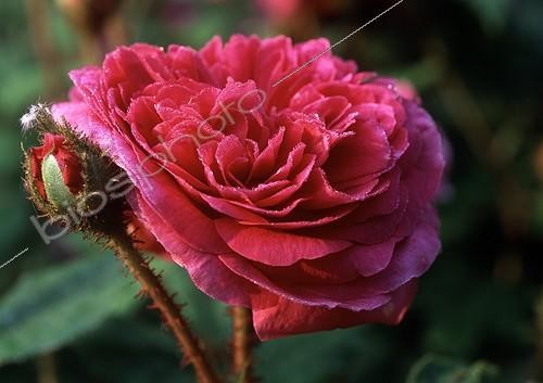 Biosphoto | 1973294 | Rosier 'Mme Delaroche Lambert' en fleur dans un jardin | &copy; Gilles Le Scanff & Joëlle-Caroline Mayer / Biosphoto